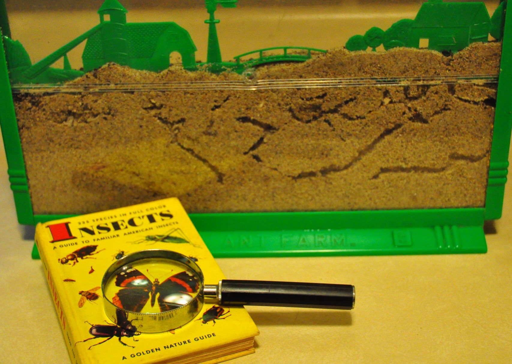Ant farming
